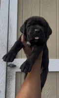 Scarlet , a female Cane Corso for sale in Great Mills, MD – 5 of 8