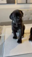 West , a male Cane Corso for sale in Great Mills, MD – 7 of 8