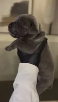 Luxe, a male Cane Corso for sale in Great Mills, MD – 5 of 8