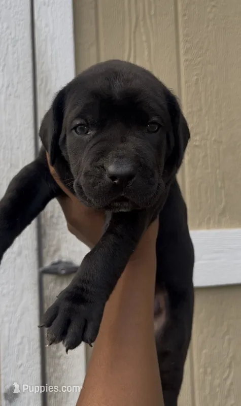 London  – Cane Corso puppy for sale in Great Mills, MD