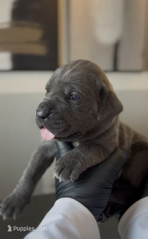 Luxe – Cane Corso puppy for sale in Great Mills, MD