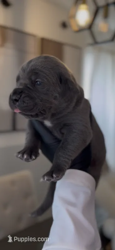 Rebel – Cane Corso puppy for sale in Great Mills, MD