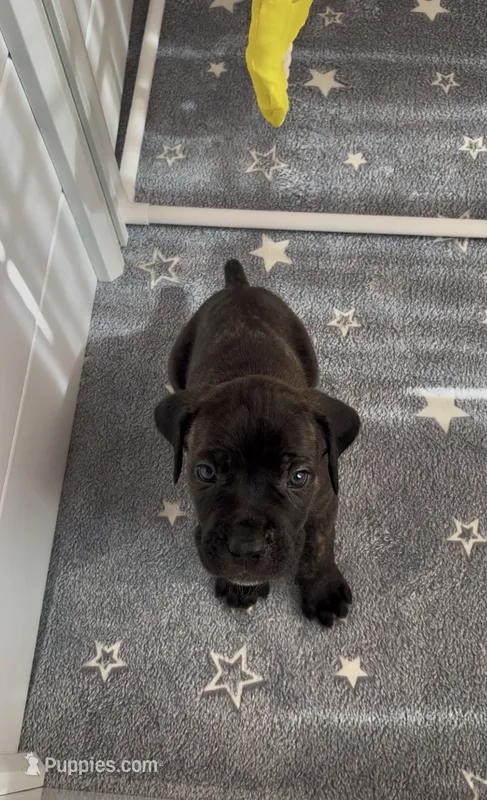 West  – Cane Corso puppy for sale in Great Mills, MD