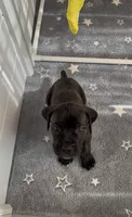 West , a male Cane Corso for sale in Great Mills, MD – 1 of 8