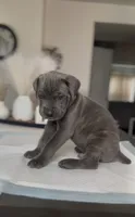 West , a male Cane Corso for sale in Great Mills, MD – 8 of 9