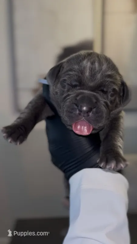 Valor – Cane Corso puppy for sale in Great Mills, MD