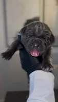 Valor, a male Cane Corso for sale in Great Mills, MD – 1 of 8
