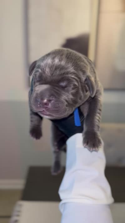 Saber , a male Cane Corso for sale in Great Mills, MD – 5 of 6