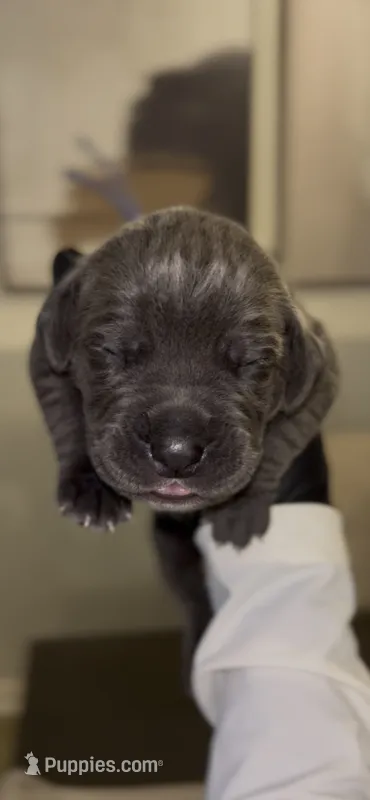 Luxe – Cane Corso puppy for sale in Great Mills, MD