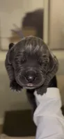 Luxe, a male Cane Corso for sale in Great Mills, MD – 1 of 8