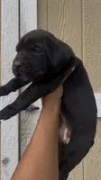 London , a female Cane Corso for sale in Great Mills, MD – 4 of 5