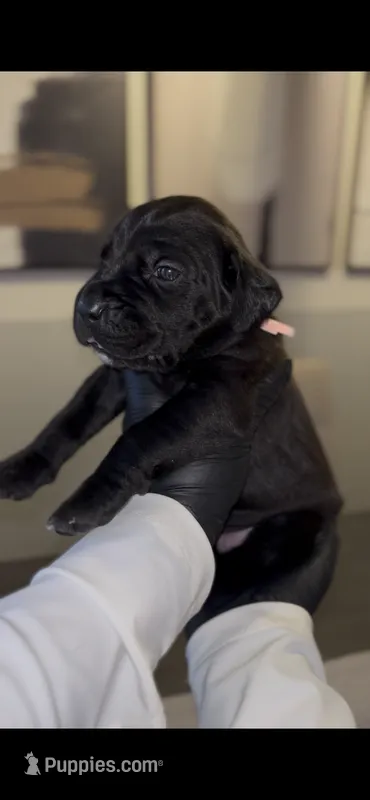 Hydra – Cane Corso puppy for sale in Great Mills, MD