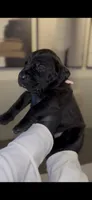 Hydra, a female Cane Corso for sale in Great Mills, MD – 1 of 10