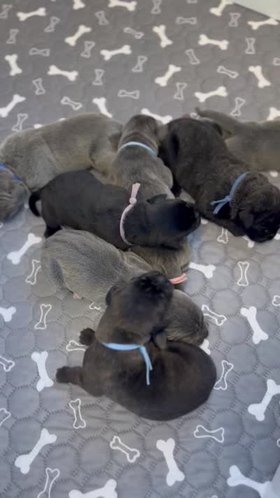Valor, a male Cane Corso for sale in Great Mills, MD – 8 of 8