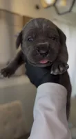 Rebel, a male Cane Corso for sale in Great Mills, MD – 5 of 9