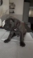 West , a male Cane Corso for sale in Great Mills, MD – 6 of 9