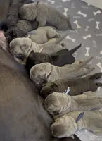 West , a male Cane Corso for sale in Great Mills, MD – 6 of 8