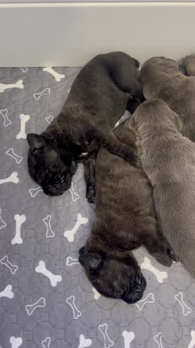 Luxe, a male Cane Corso for sale in Great Mills, MD – 7 of 7