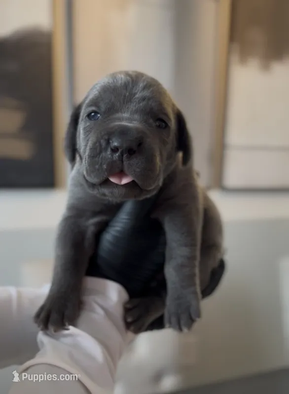 Saber  – Cane Corso puppy on hold in Great Mills, MD