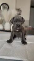 West , a male Cane Corso for sale in Great Mills, MD – 3 of 9