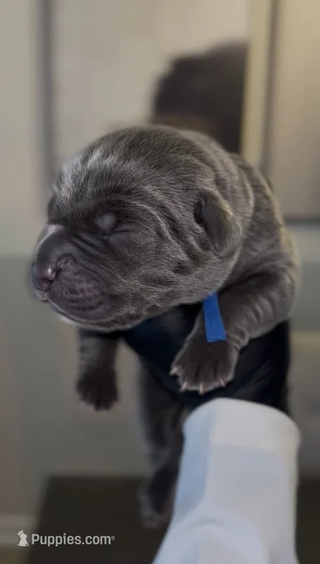 Saber  – Cane Corso puppy for sale in Great Mills, MD