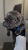 Saber , a male Cane Corso for sale in Great Mills, MD – 1 of 6