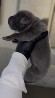 Saber , a male Cane Corso for sale in Great Mills, MD – 4 of 6