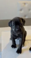 West , a male Cane Corso for sale in Great Mills, MD – 5 of 8