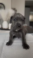 West , a male Cane Corso for sale in Great Mills, MD – 4 of 9