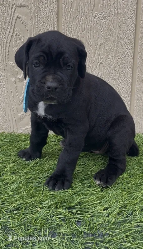 Lotus – Cane Corso puppy for sale in Lusby, MD