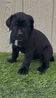 Lotus, a female Cane Corso for sale in Lusby, MD – 1 of 7