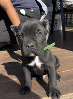 Luxe , a male Cane Corso for sale in Lusby, MD – 2 of 5