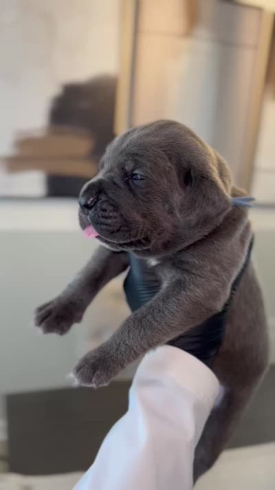 Rebel, a male Cane Corso for sale in Great Mills, MD – 7 of 9