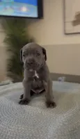 Valor, a male Cane Corso for sale in Great Mills, MD – 8 of 9