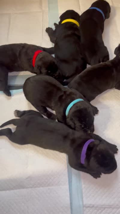 Belle , a female Cane Corso for sale in Great Mills, MD – 5 of 5