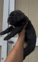 Scarlet , a female Cane Corso for sale in Great Mills, MD – 7 of 8