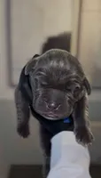 Saber , a male Cane Corso for sale in Great Mills, MD – 2 of 6
