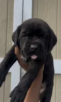 Scarlet , a female Cane Corso for sale in Great Mills, MD – 1 of 8