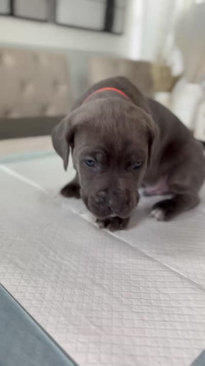 Valor, a male Cane Corso for sale in Great Mills, MD – 7 of 9