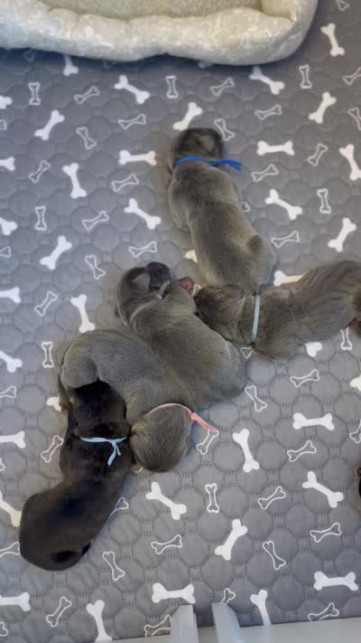 Rebel, a male Cane Corso for sale in Great Mills, MD – 5 of 6