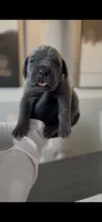 Saber , a male Cane Corso for sale in Great Mills, MD – 4 of 6