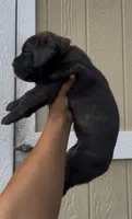 Scarlet , a female Cane Corso for sale in Great Mills, MD – 6 of 8