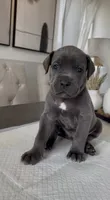 Luxe, a male Cane Corso for sale in Great Mills, MD – 4 of 7