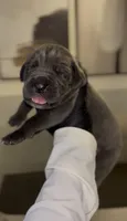Luxe, a male Cane Corso for sale in Great Mills, MD – 7 of 8