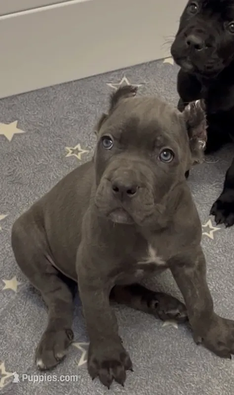 West  – Cane Corso puppy for sale in Great Mills, MD