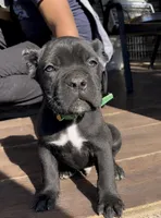 Luxe , a male Cane Corso for sale in Lusby, MD – 3 of 5