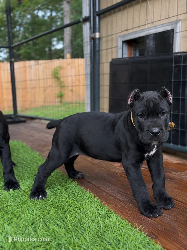 London  – Cane Corso puppy for sale in Lusby, MD
