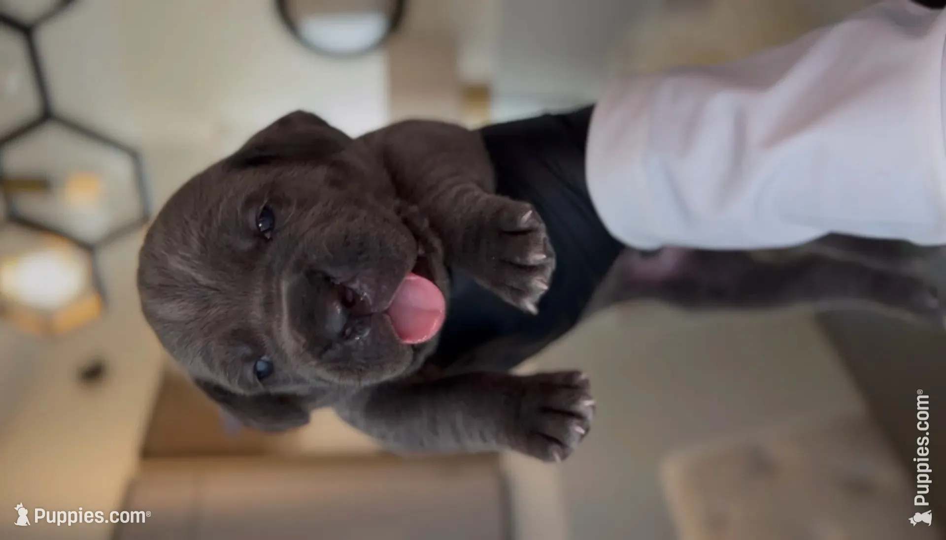 Rebel, a male Cane Corso for sale in Great Mills, MD – 3 of 9