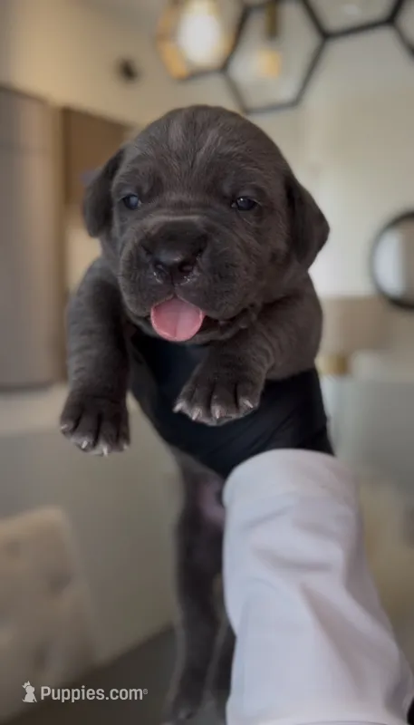 Luxe – Cane Corso puppy for sale in Great Mills, MD