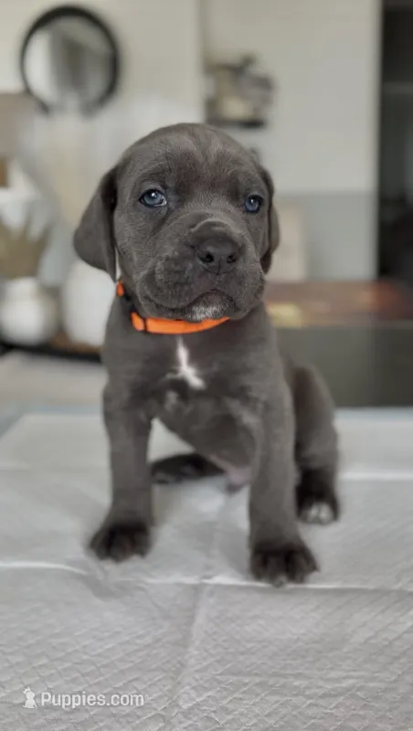 Valor – Cane Corso puppy for sale in Great Mills, MD
